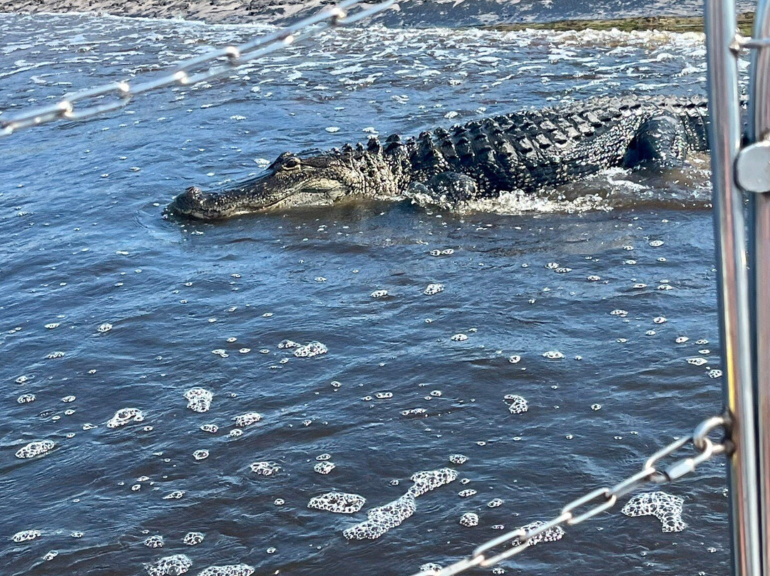 Midway Airboat Rides景点图片