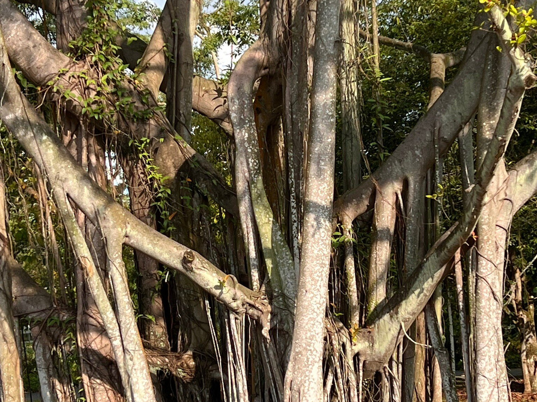 Jurong Lake Garden-新加坡必去景点