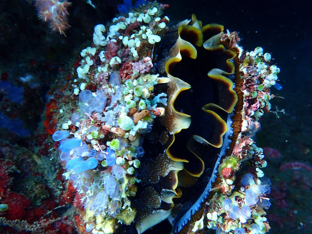 Southern Dreams Diving Club景点图片