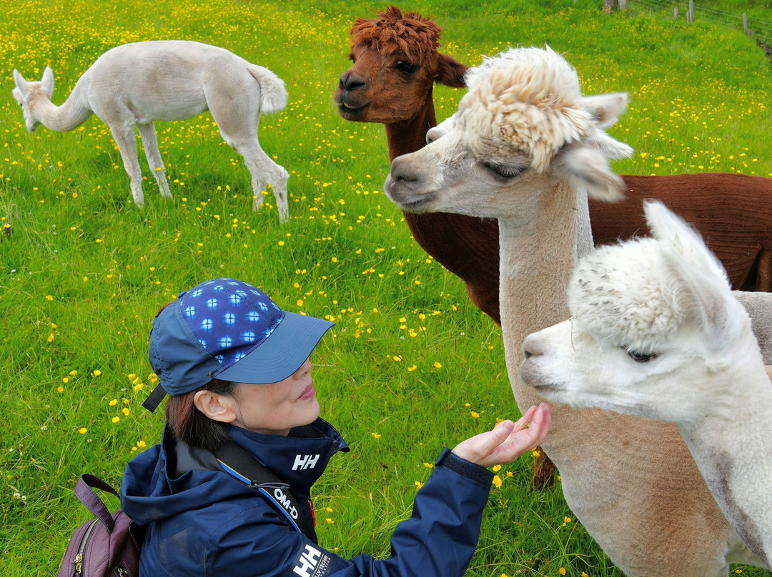 Alpacan - Alpacas of the Outer Hebrides景点图片