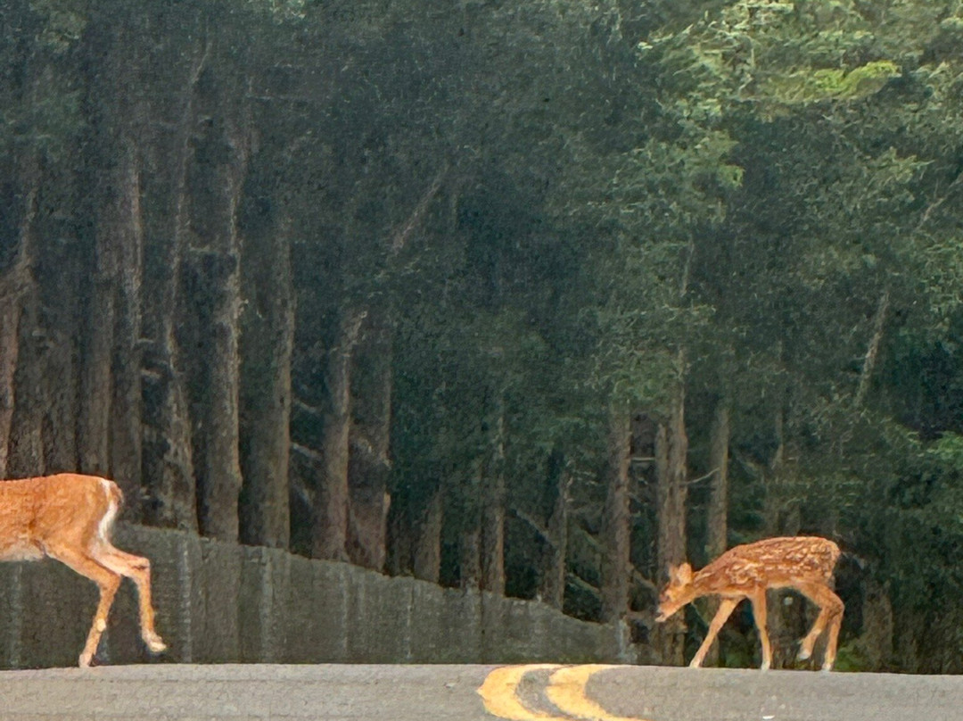 Wildwood State Park景点图片