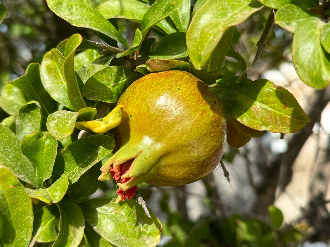 White Dunes Luxury Boutique Hotel主图