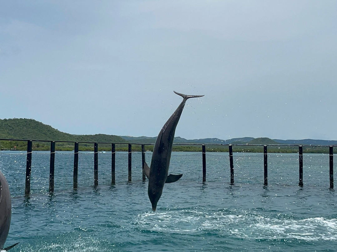 Delfinario Cayo Naranjo-Rafael Freyre必去景点