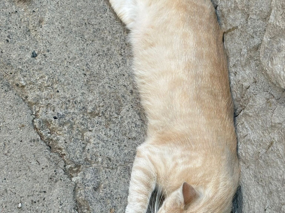 Gatti Felici Di Lipari-利帕里必去景点