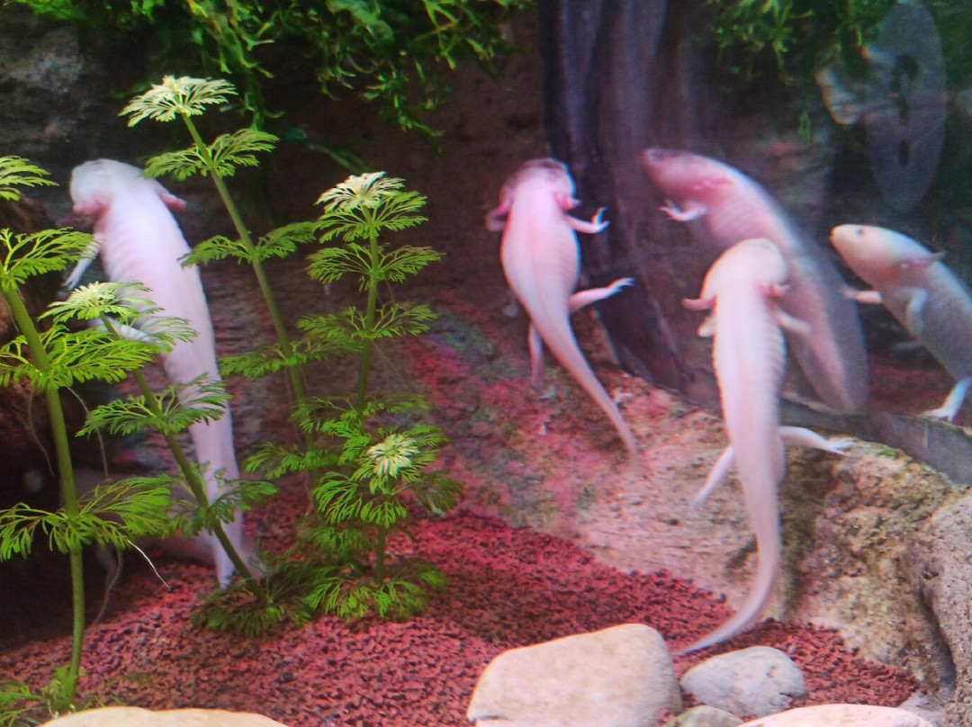 Bioparc Acuario De Gijón-希洪必去景点