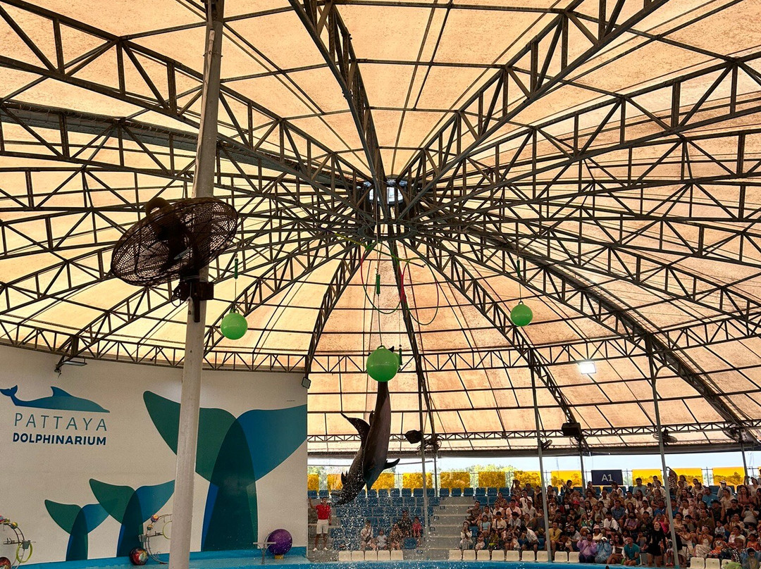Pattaya Dolphinarium景点图片