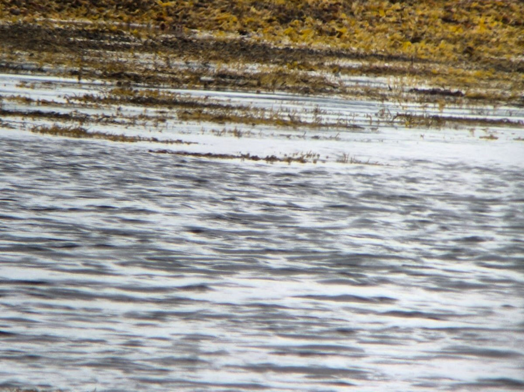 Wildlife on Mull景点图片