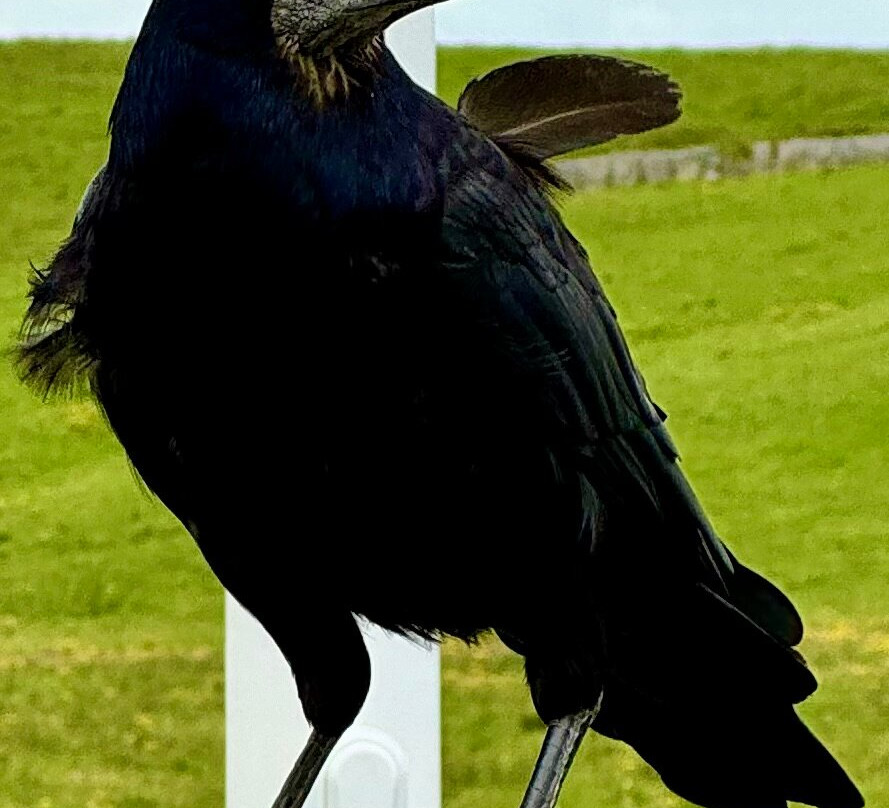 Sheedy's Hotel & Restaurant主图