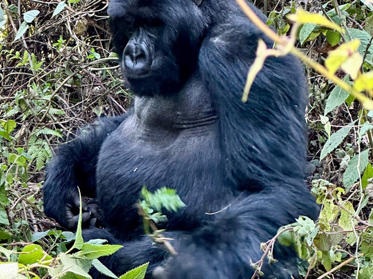 Uber Luxe Safaris-吉佳利必去景点