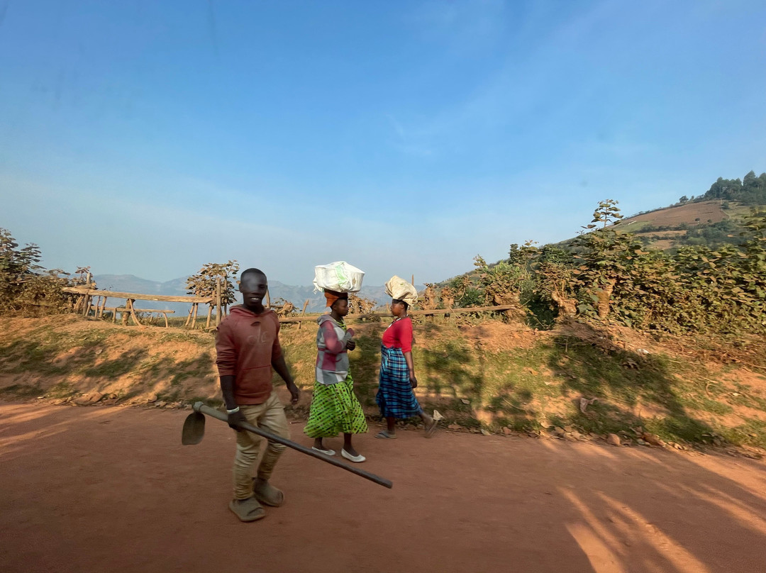 Gorilla Tour Booking Safaris-坎帕拉必去景点