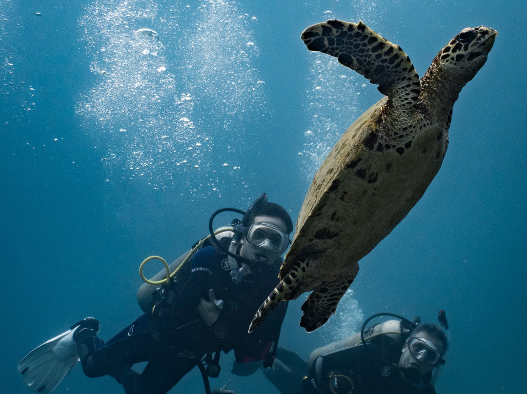 Panama Dive Center景点图片