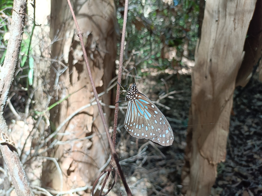 Magnetic Island Tours-Nelly Bay必去景点