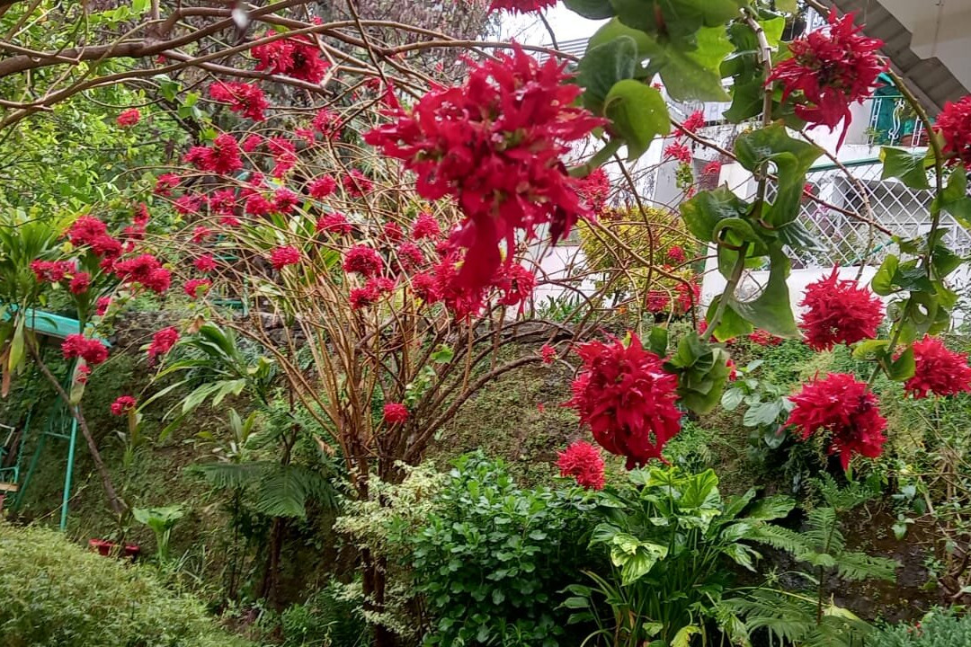 Experto The Greens主图