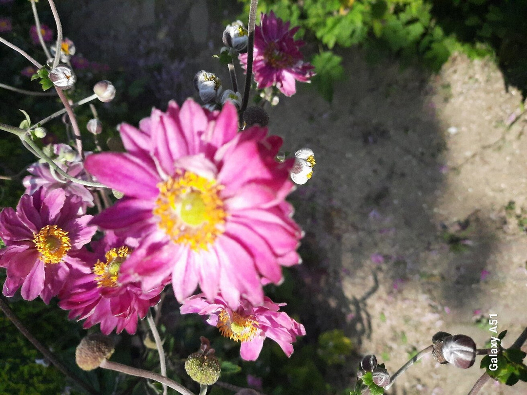 Le Jardin Plume景点图片