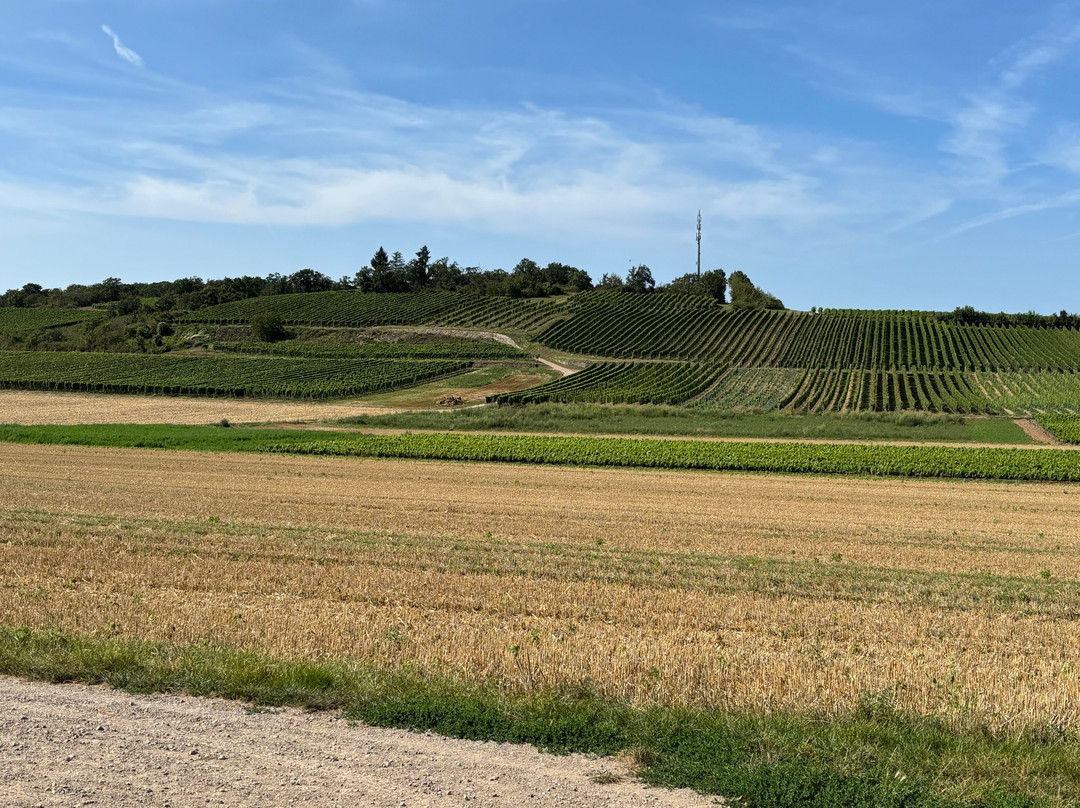 Weingut Sommer