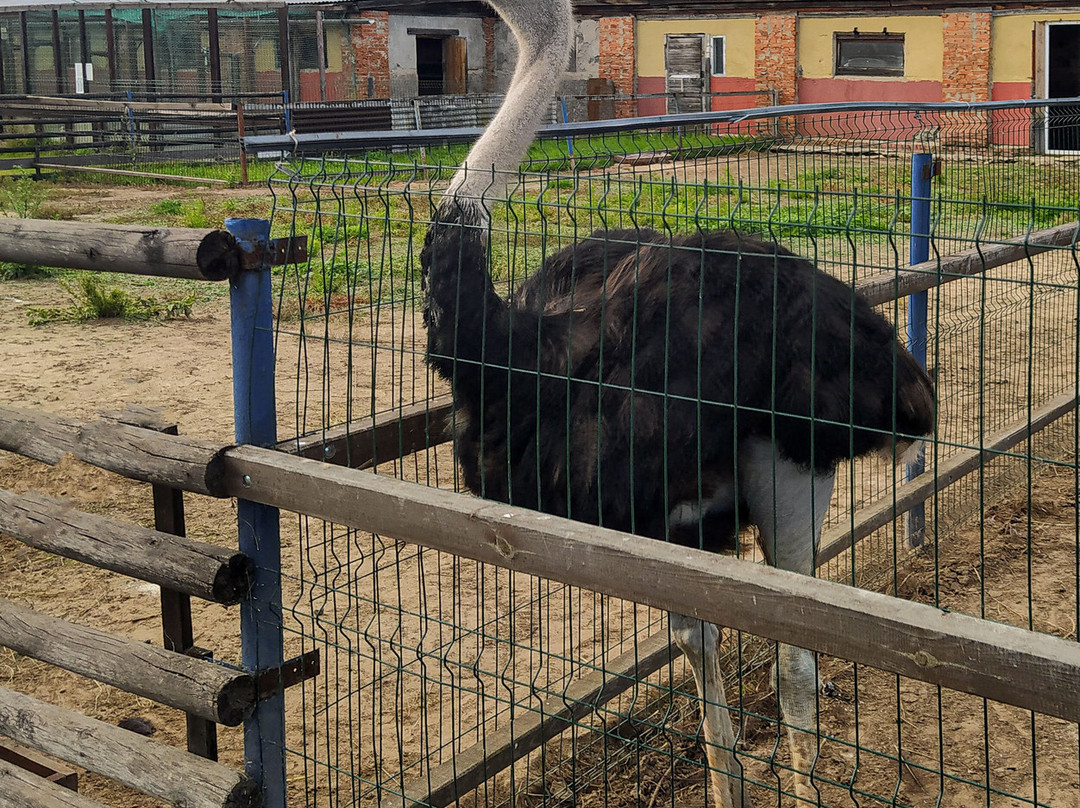 Ostrich Farm Makaryevsky Ostrich景点图片