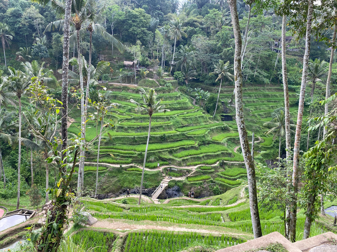Bali Lovely Trip-登巴萨必去景点