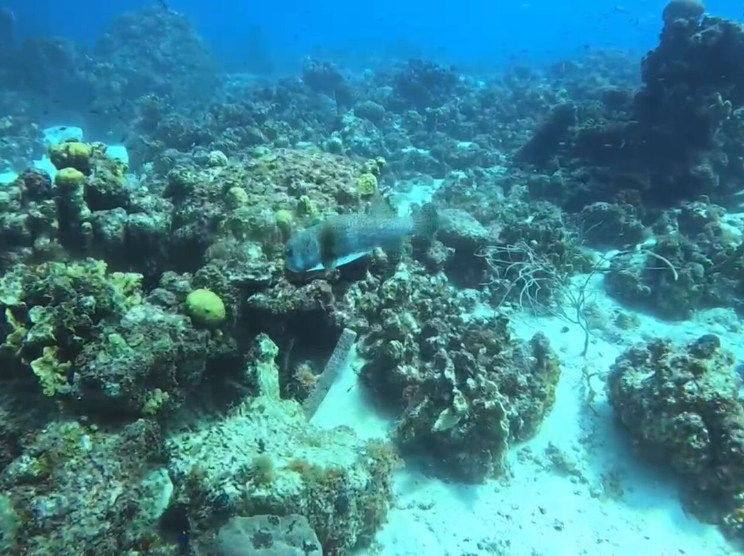 Red Snapper Diving-Dorp Sint Michiel必去景点