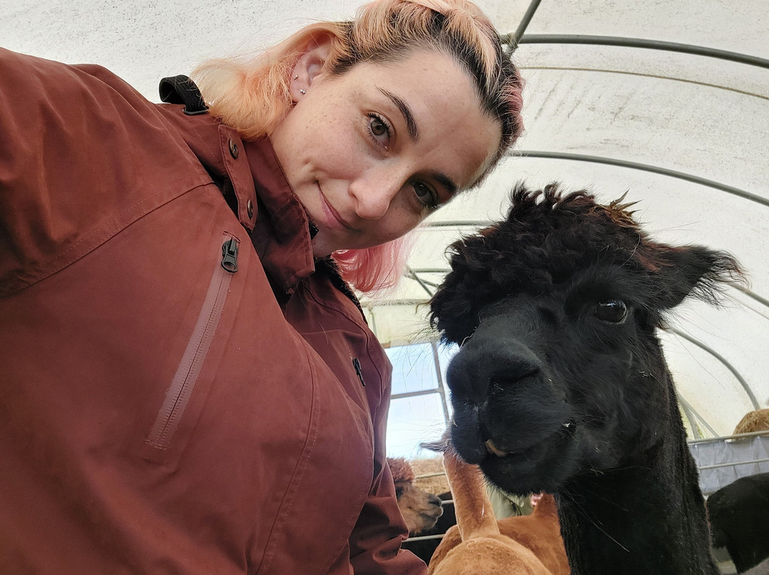 Stubbs Farm Alpacas景点图片