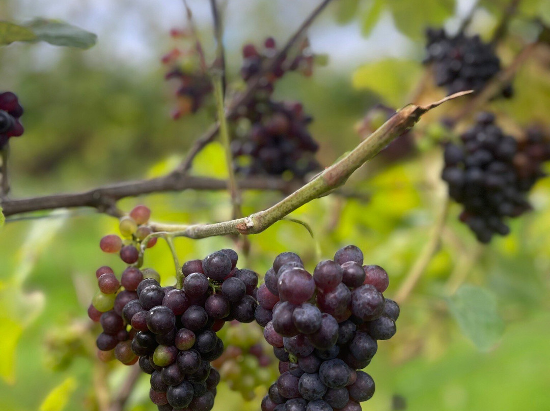 Kingscote Estate and Vineyard景点图片