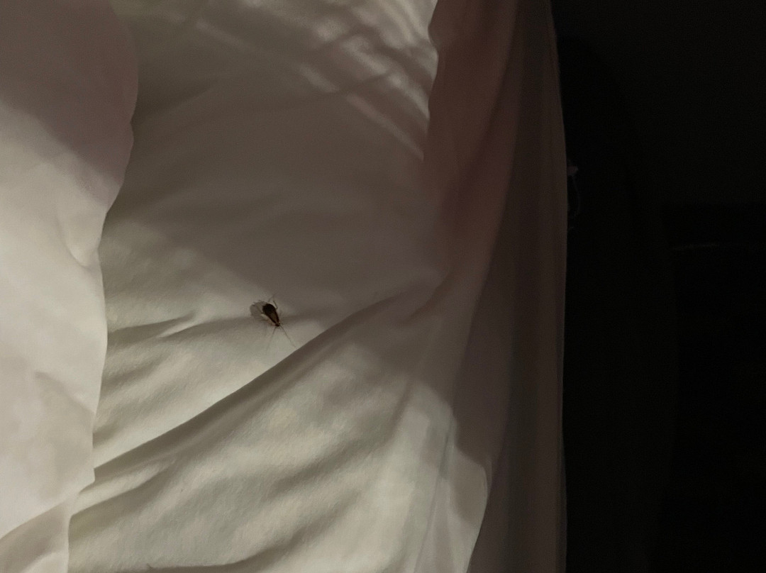 Microtel Inn & Suites by Wyndham Pooler/Savannah主图