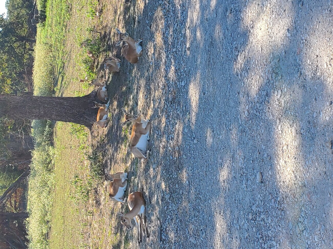 Texas Zoofari Park-Kaufman必去景点