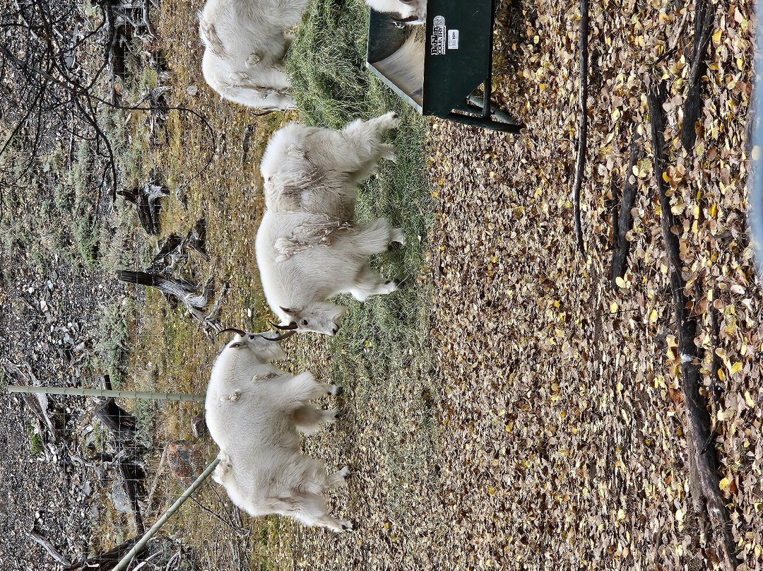 Yukon Wildlife Preserve景点图片