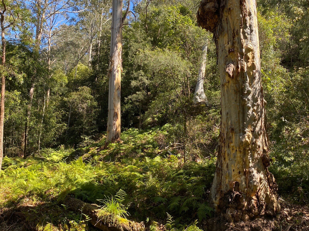 Sun Valley Fire Trail-Valley Heights必去景点