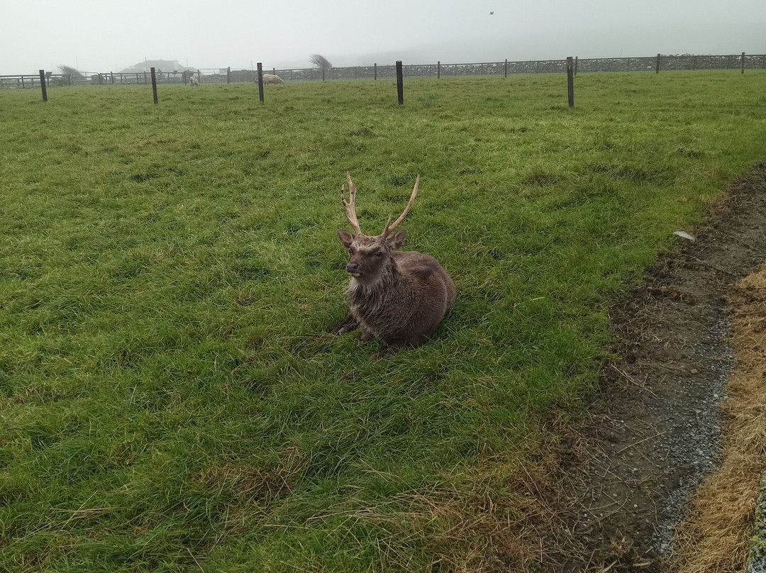 Moher Hill Open Farm-Liscannor必去景点
