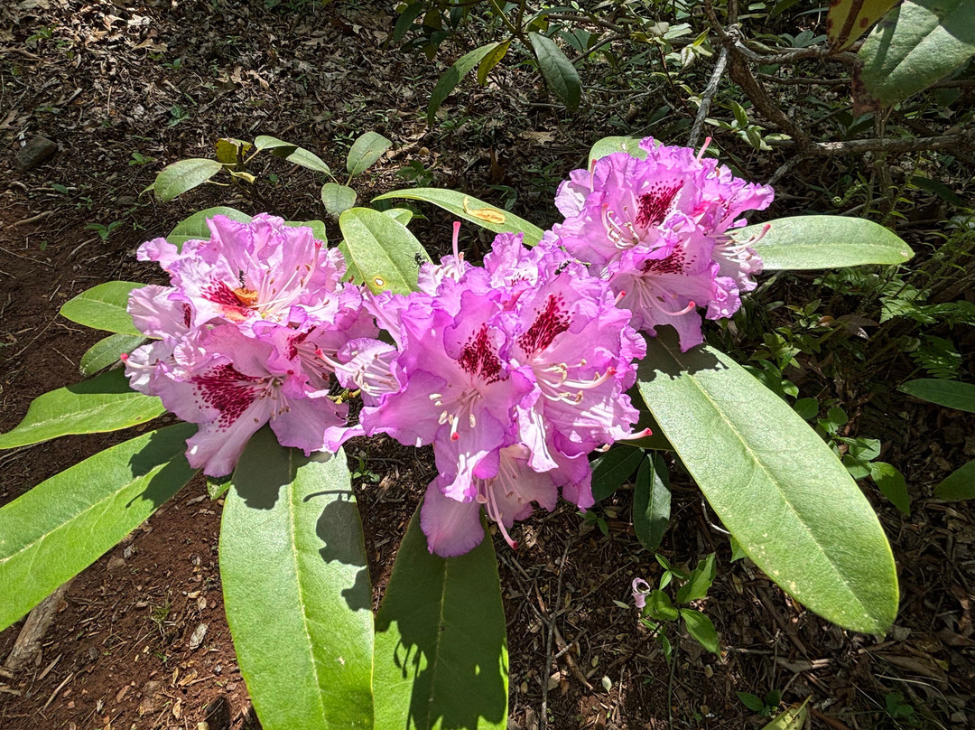 Hamilton Rhododendron Gardens-Hiawassee必去景点