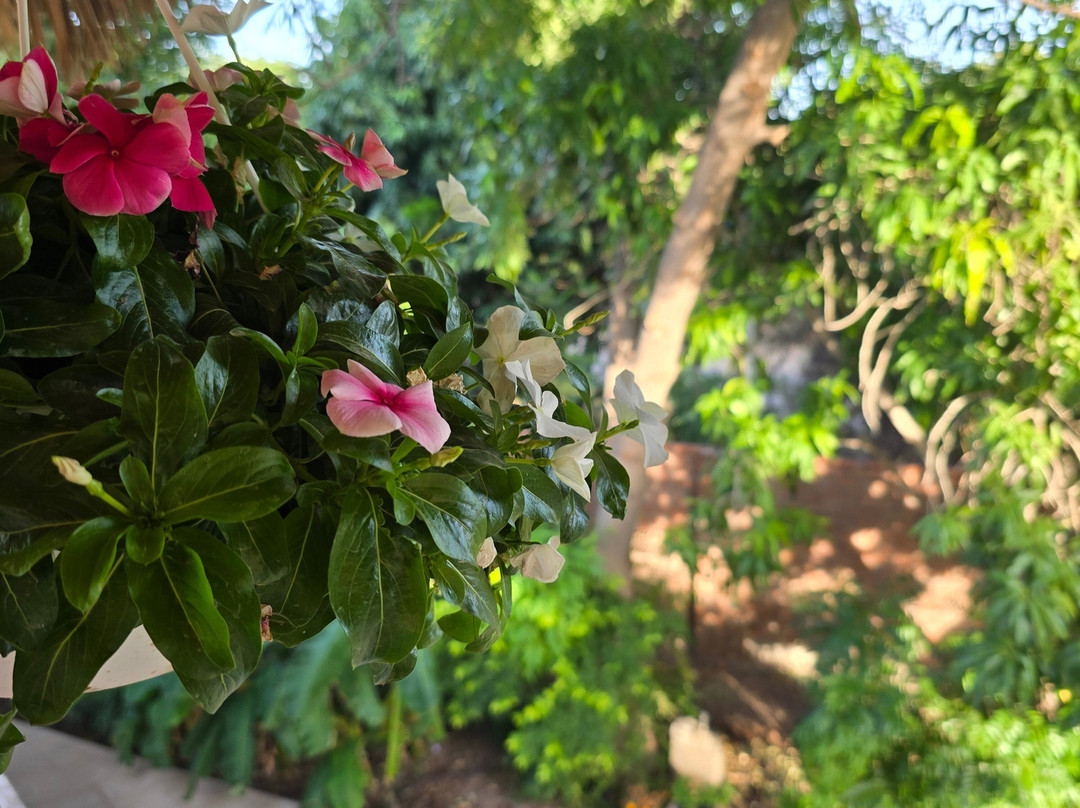 Dragon Fruit Farm Rancho Pitahaya-Guaymas必去景点