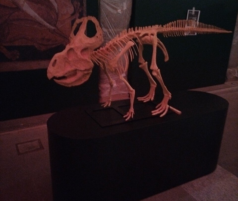 Museo Arqueológico y Paleontológico-阿尔卡拉-德-哈纳雷斯必去景点