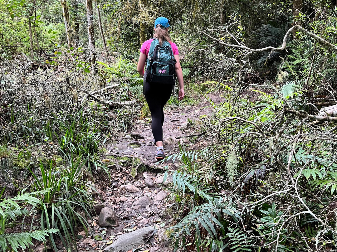 Jubilee Creek picnic site and walk-克尼斯纳必去景点