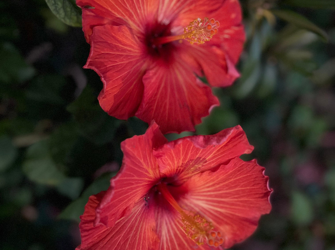 Chilipili Estate Stay主图