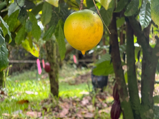 Puna Gold Farm-帕霍亚必去景点