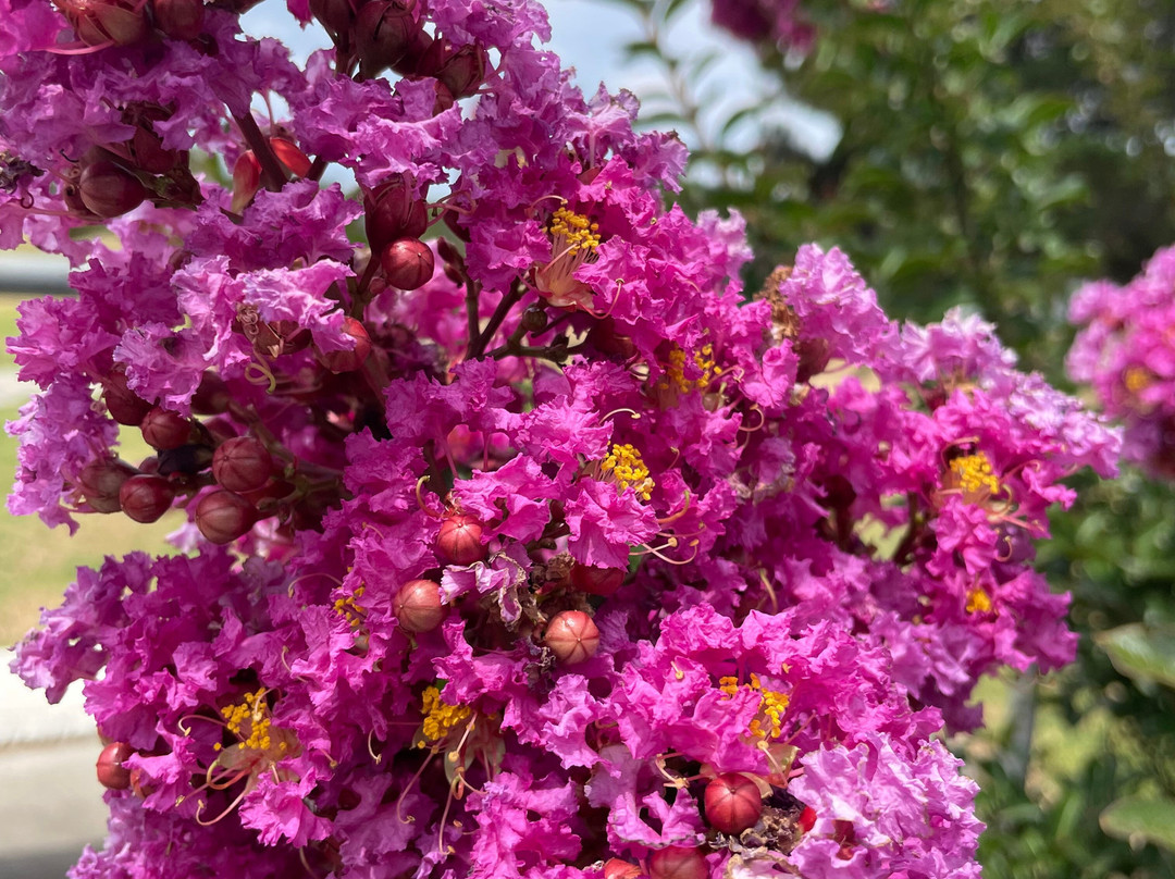 Hazelwood Cemetery-摩威必去景点