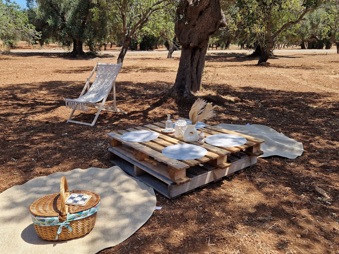 Olive Grove Experience景点图片