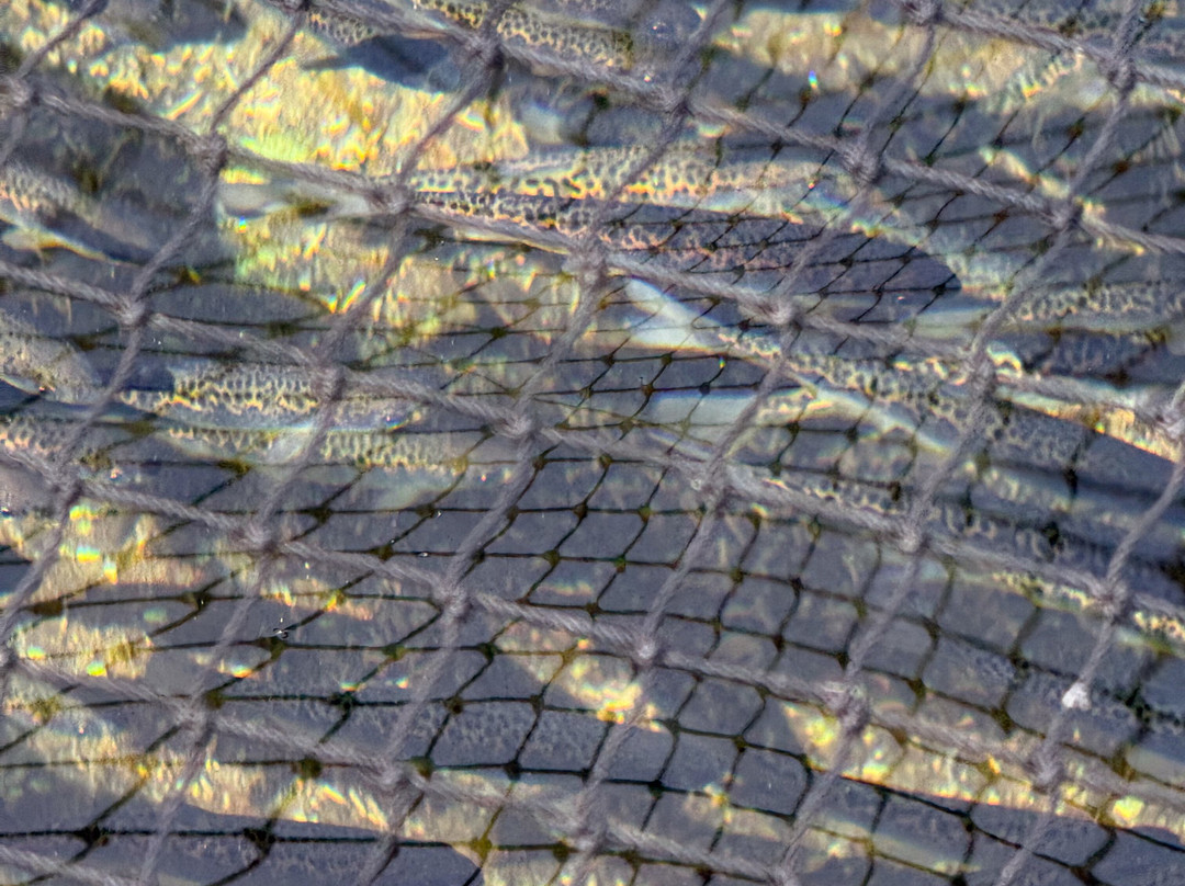 Bonneville Hatchery-Cascade Locks必去景点