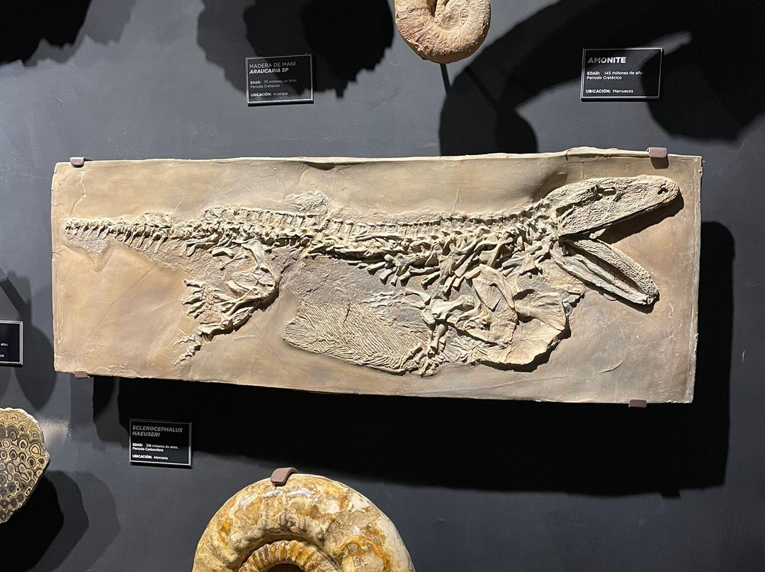 MUSEO DEL METEORITO EL ORIGEN DE LA NUEVA VIDA-Progreso必去景点