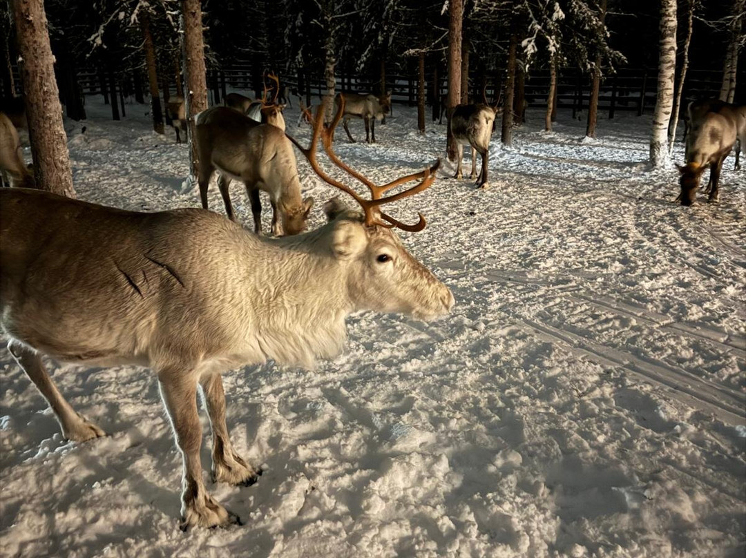 Kopara Reindeer Park-Luosto必去景点