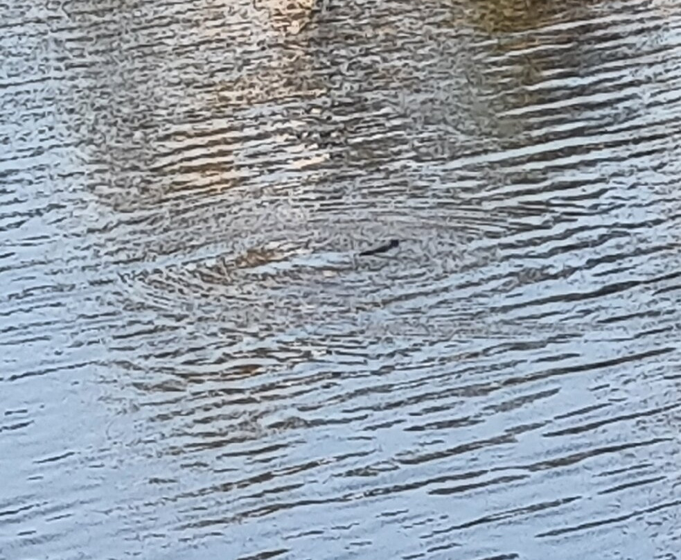 Bombala Platypus Reserve-Bombala必去景点