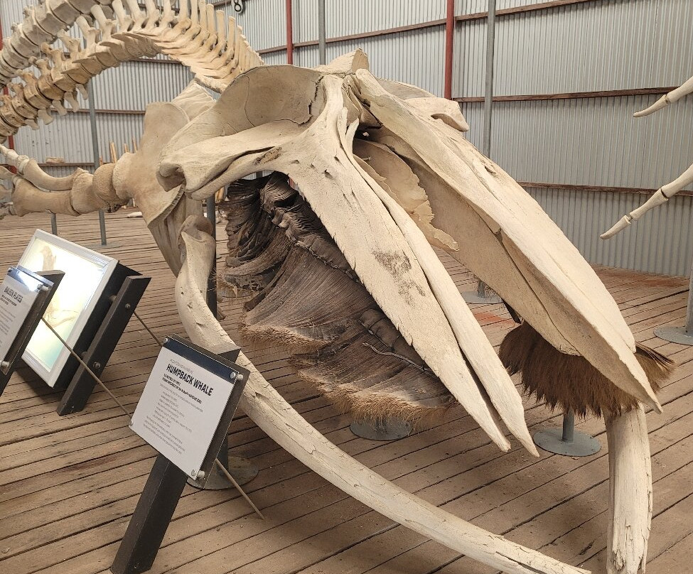 Albany's Historic Whaling Station-Frenchman Bay必去景点