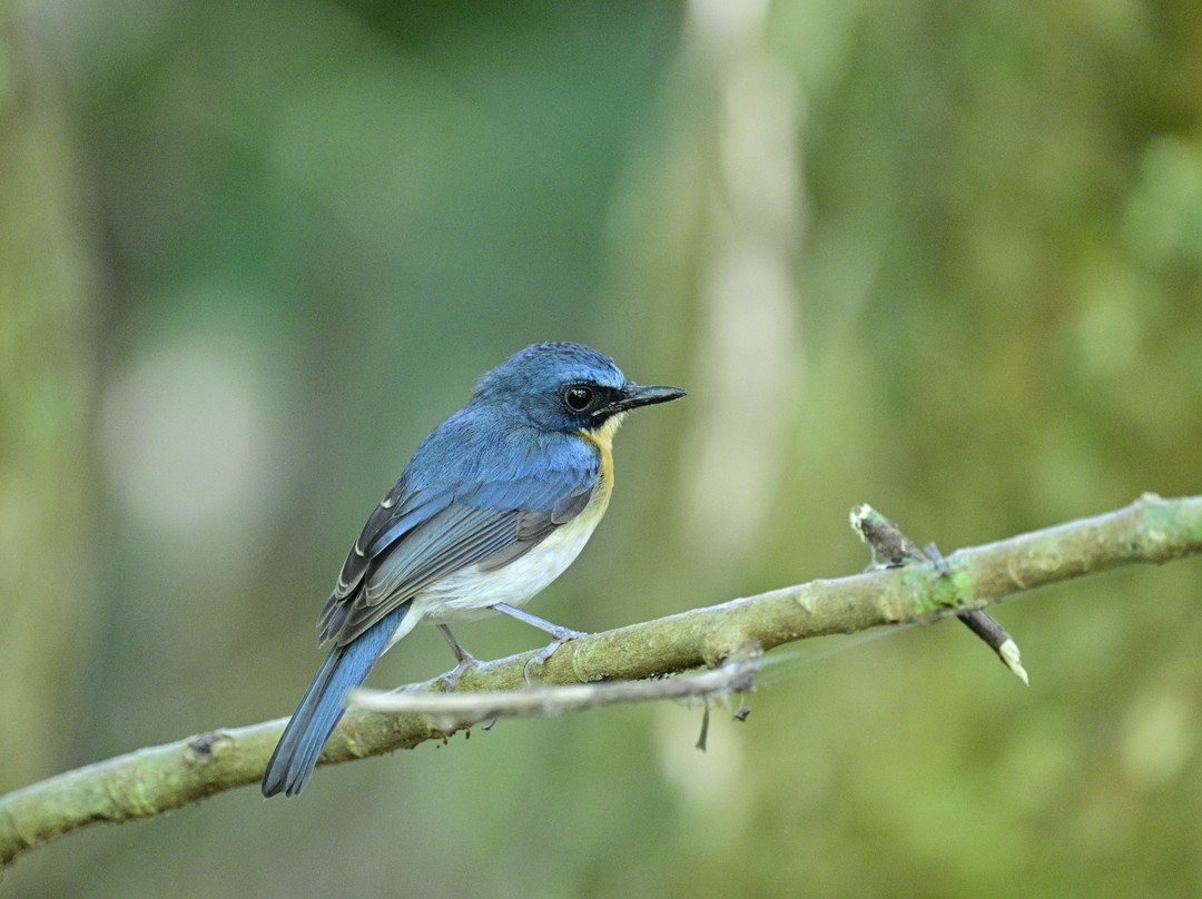 Capayas Creek Kingfisher Preserve