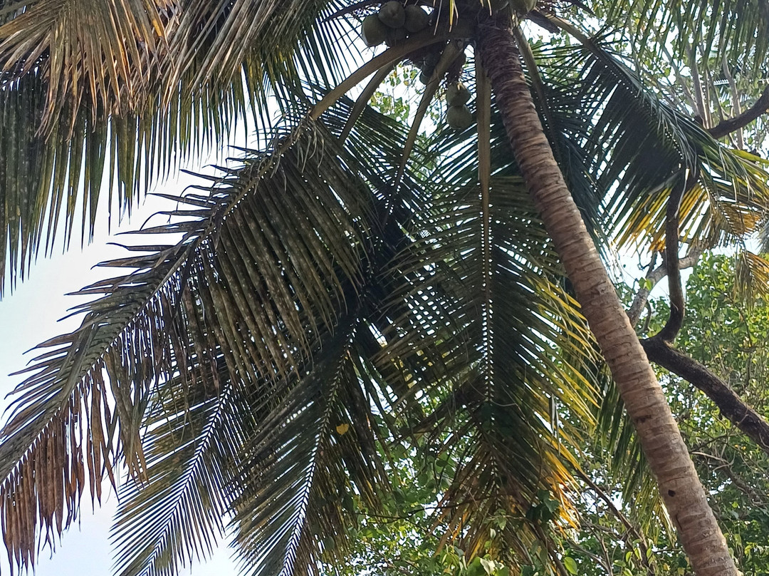 Oceano Beach Resort主图