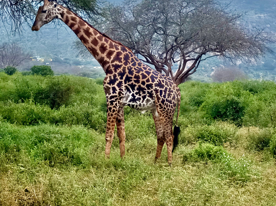 Giornale Kenya Safari - Day Tours-瓦塔木必去景点