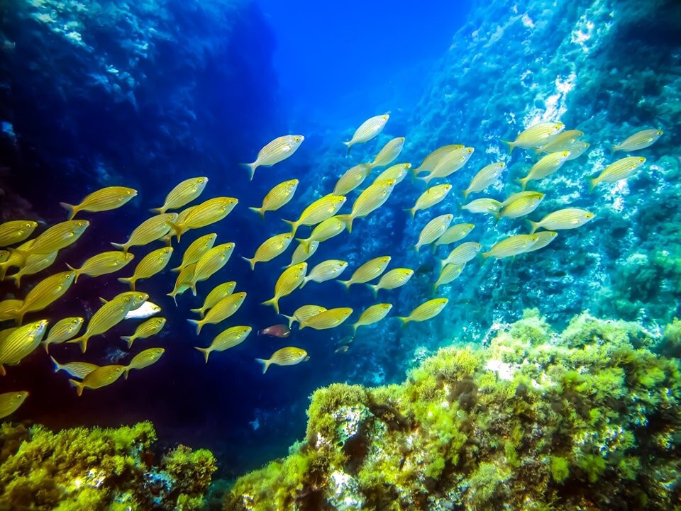 Triton Scuba Diving Centre Halkidiki-Paliouri必去景点