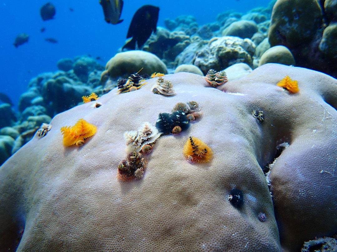 Dharavandhoo Divers景点图片