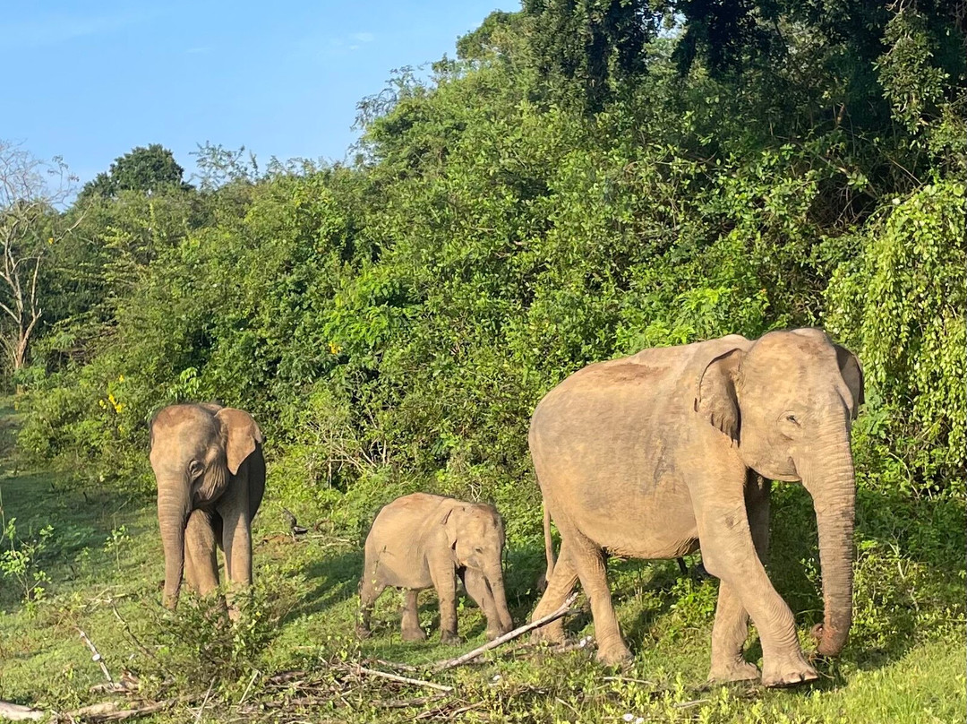 Yala National Park景点图片