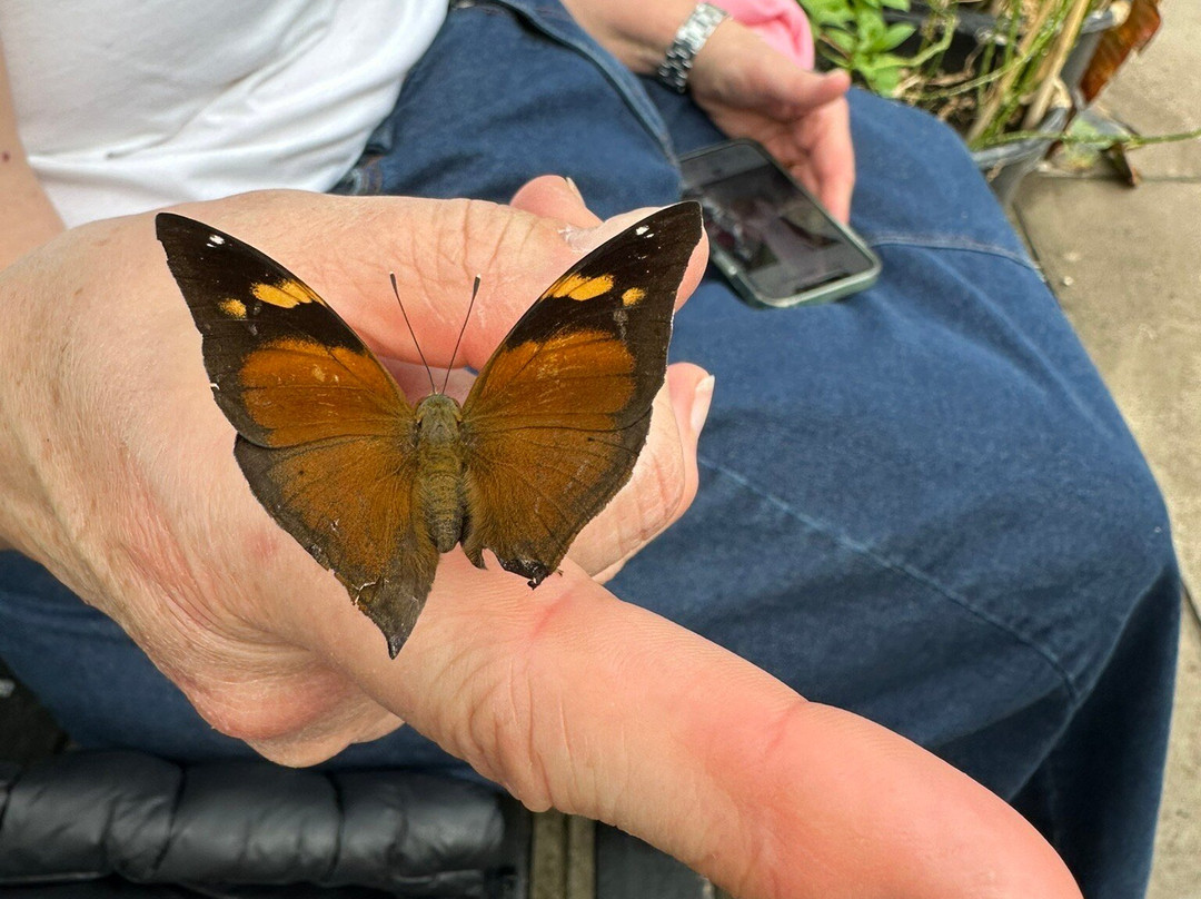 The London Butterfly Gardens景点图片