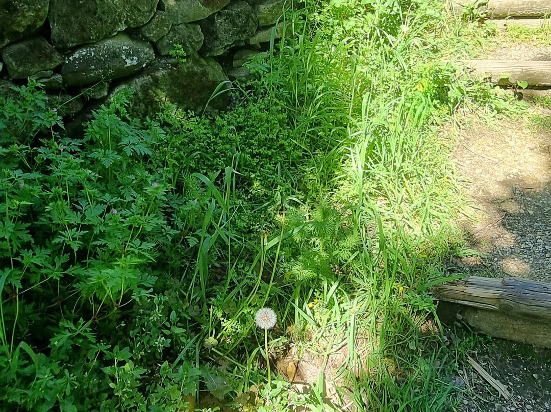 Jardin de l'Abbaye de Valsaintes景点图片
